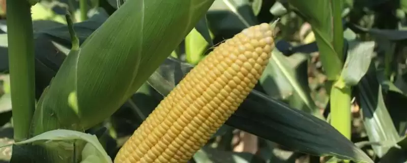 白糯玉8玉米种子防丝黑穗病和瘤黑粉病,咋防-会东网