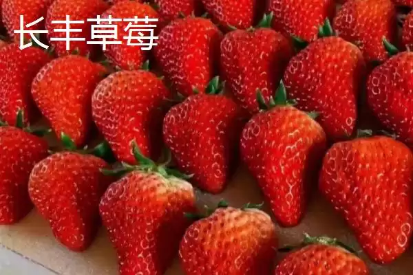 图片[7]-凤台县著名特产是什么 (凤台县朱马店糯米成为米中上品的独特优势)-会东网