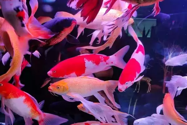 图片[3]-4cm 锦鲤一个月生长长度 (4cm 的锦鲤一个月能长 2-6 厘米的原因是什么)-会东网