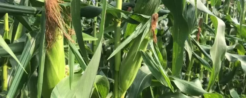 G1898玉米品种中抗茎腐病的特性优势分析-会东网