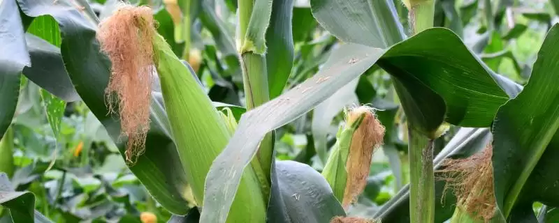 中抗大斑病（5MR）的P6512玉米品种，有何特别之处？-会东网