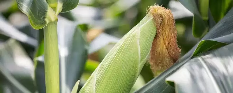 在适应区4月30日左右播种的SY1903玉米种子，有何特别？-会东网