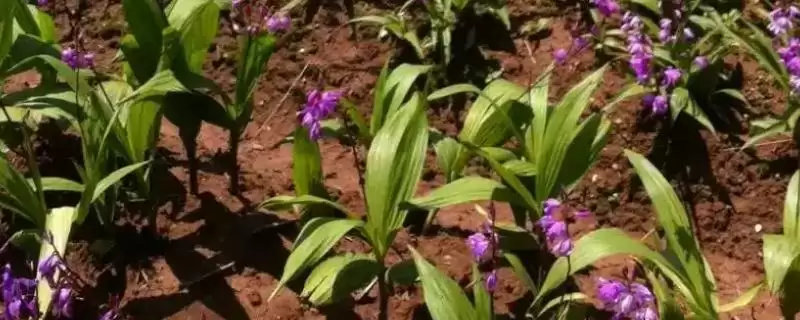 白芨种植注意事项(白芨种植过程中有哪些注意事项及其对产量的影响)-会东网