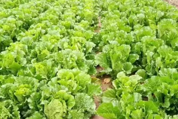 图片[2]-白菜同类蔬菜(白菜同类蔬菜及其在种植和食用上的特点和区别)-会东网