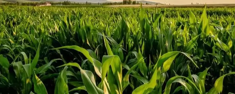 W518玉米种子简介,放赤眼蜂防治玉米螟虫的方法-会东网