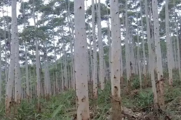 图片[3]-桉树施肥方法要点(桉树施肥方法与要点及其对桉树生长的影响)-会东网