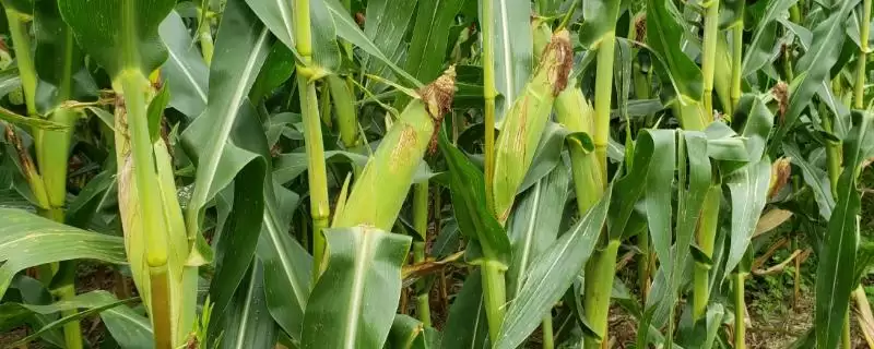 谷大3505玉米品种的特性(谷大3505品种抗病、抗倒、产量咋样)-会东网