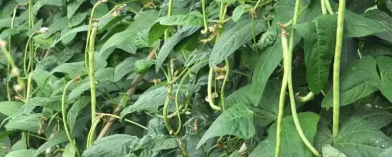7月种豆角(7月种植豆角的适宜性及相关种植要点有哪些)-会东网