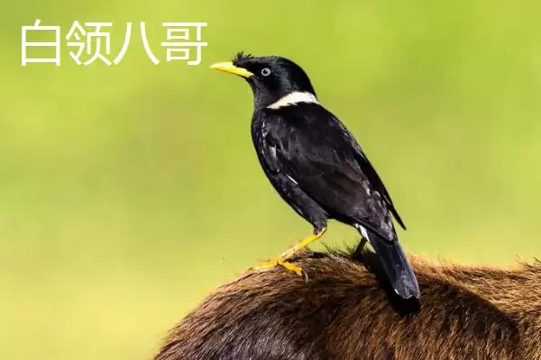 图片[7]-野生八哥保护生态意义(野生八哥保护有着怎样重要的生态意义和价值)-会东网