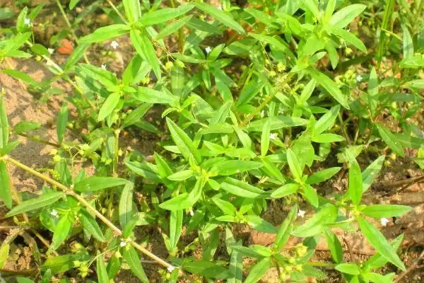 图片[3]-白花蛇舌草种植要点(白花蛇舌草种植需掌握哪些要点及其生长环境需求)-会东网