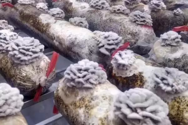 图片[3]-白参菌春秋栽培要点(白参菌春秋栽培要点及其在生长过程中的管理要点)-会东网