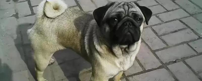 巴哥犬喂养要点(巴哥犬喂养注意要点及其对犬健康成长的影响)-会东网