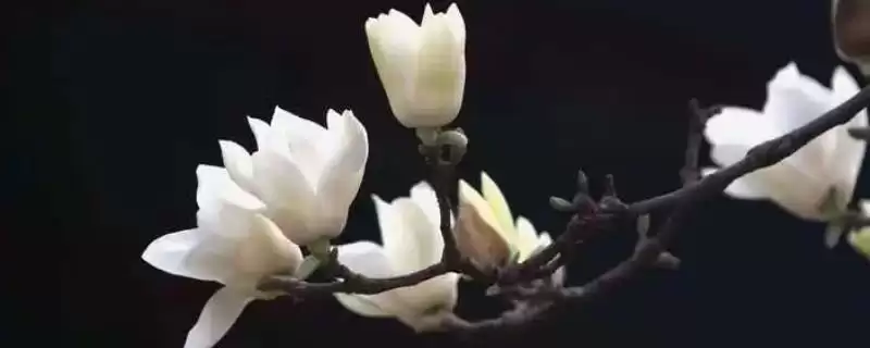 白玉兰外形特征(白玉兰在外形上有哪些显著的特征和识别要点)-会东网