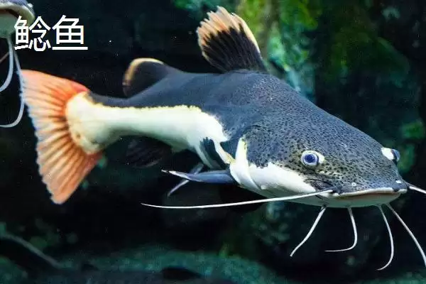 图片[5]-8号伊豆钩适钓鱼种(8号伊豆钩在实际垂钓中主要适用于哪些鱼种呢)-会东网