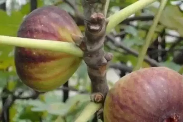 图片[3]-芭劳奈无花果抗病虫害方法(芭劳奈无花果应对抗病虫害差的方法和防治要点)-会东网
