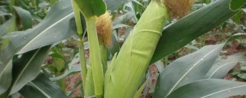 贵抗21玉米种子特点(贵抗21种子抗病、抗逆、适应性呢)-会东网