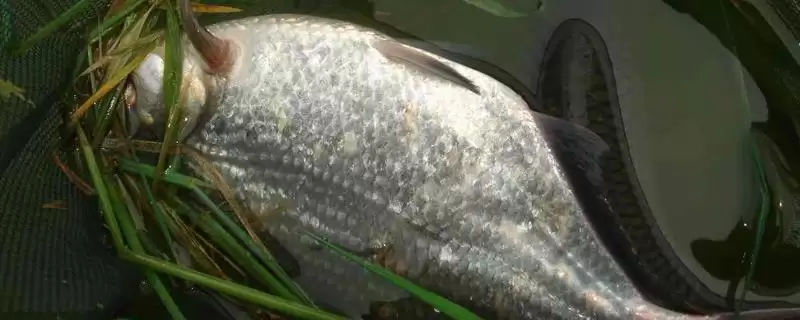 钓鳊鱼技巧(有什么钓鳊鱼的有效技巧呢)-会东网