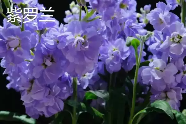 图片[8]-白菜同类蔬菜(白菜同类蔬菜及其在种植和食用上的特点和区别)-会东网