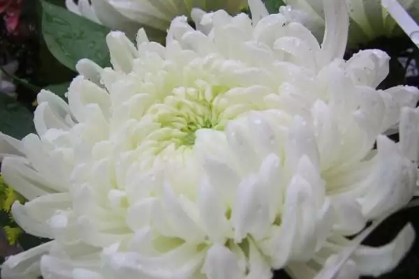图片[2]-白菊花文化内涵(白菊花在文化层面有着怎样的内涵和象征意义解读)-会东网