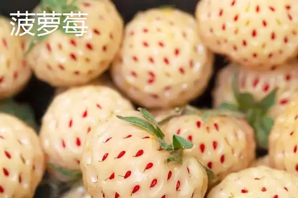 图片[5]-白草莓和菠萝莓区别(白草莓和菠萝莓区别及其在外观和口感上的特点)-会东网