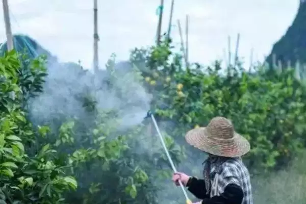 图片[4]-矮壮素加磷酸二氢钾混合使用方法，依喷洒作物而定的要点-会东网