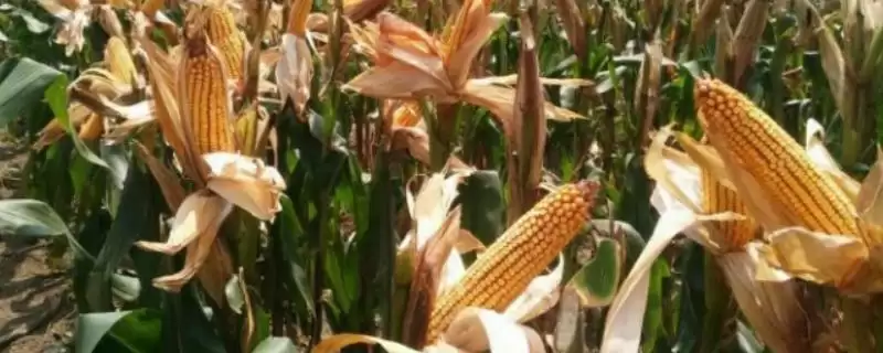 登海682玉米种特征特性(登海682玉米种特性有哪些)-会东网