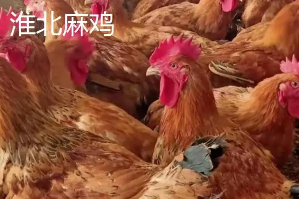 图片[6]-萧县为人熟知的特产 (萧县高滩萝卜久负盛名的种植和品质优势在哪)-会东网
