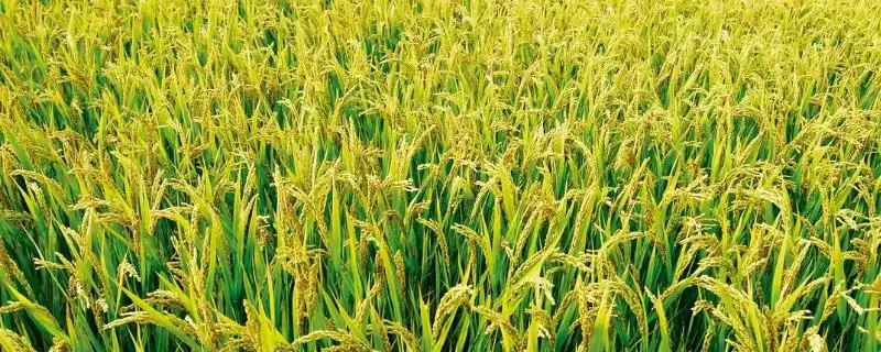 白香占水稻种子高抗白叶枯病(白香占水稻种子特性及抗白叶枯病优势)-会东网