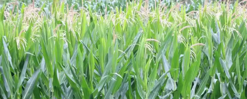 安农105玉米种子特征特性,中抗纹枯病(病指38)的优势-会东网