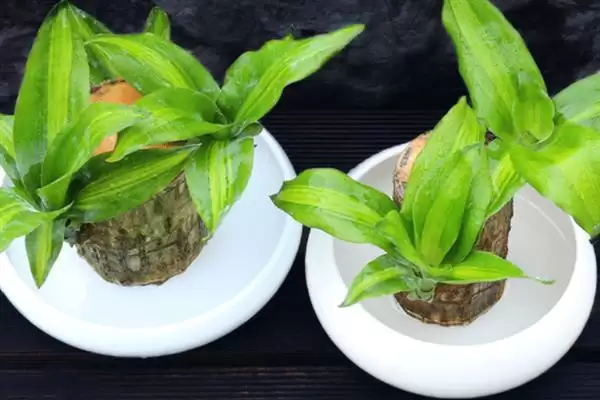 图片[5]-巴西木发霉处理要点(巴西木发霉后续处理要点及其对植株健康的影响)-会东网
