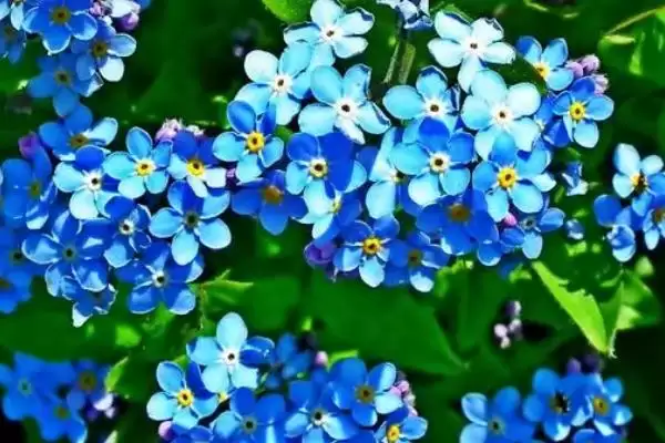 图片[12]-白色花卉养护要点(白色花卉在养护过程中需要注意哪些关键要点)-会东网