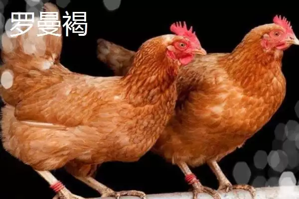 图片[7]-海兰白鸡和京粉2号下蛋优势(海兰白鸡和京粉2号爱下蛋的优势和养殖要点)-会东网