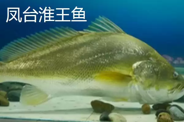 图片[2]-凤台县著名特产是什么 (凤台县朱马店糯米成为米中上品的独特优势)-会东网