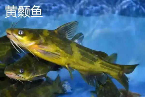 图片[5]-10号丸世钩是否适合钓黄辣丁(10号丸世钩在实际垂钓中是否适合钓黄辣丁呢)-会东网