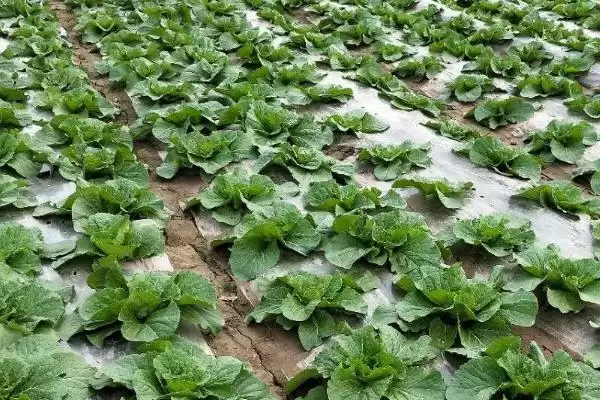图片[3]-白菜生长周期特点(白菜生长周期特点及其在不同阶段的管理要点)-会东网