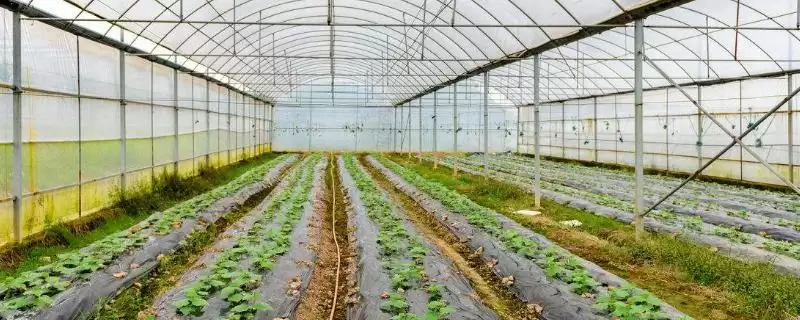 2月蔬菜晴天播种技术要点(2月蔬菜晴天播种有哪些关键技术要点和注意事项)-会东网