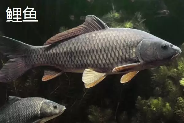 图片[5]-3-4月份为什么不钓鱼(3-4月份不适合钓鱼的具体原因是什么呢)-会东网