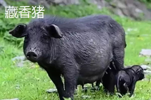 图片[4]-北方什么品种的散养猪好(北方散养哪种猪品种比较好呢)-会东网