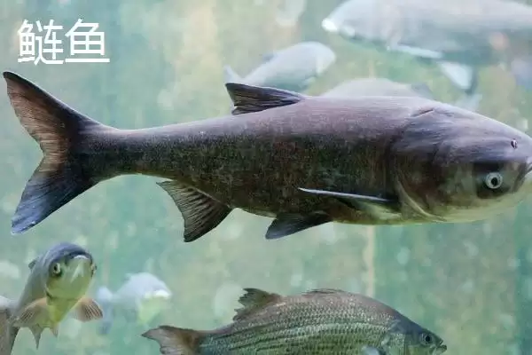 图片[6]-4号主线配3号子线能钓多大鱼(4号主线搭配3号子线能钓多大重量的鱼呢)-会东网