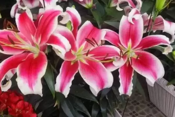 图片[3]-白色花卉养护要点(白色花卉在养护过程中需要注意哪些关键要点)-会东网