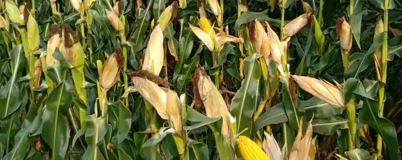 F1908玉米种子辽宁省春播生育期133天解析-会东网