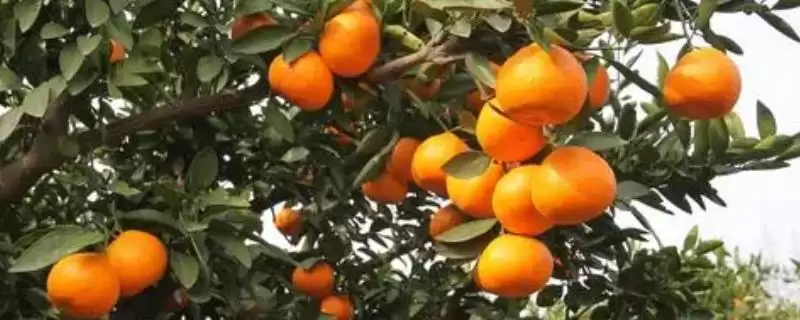 12月上市时令水果(12月上市的六种常见时令水果分别有什么特点)-会东网