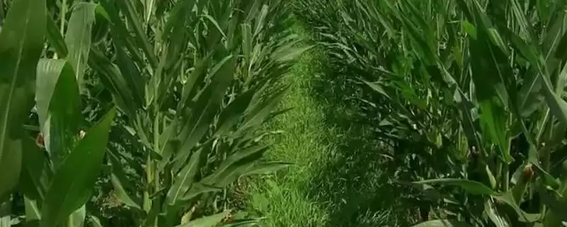 春播出苗至成熟128天的GF718玉米品种，特性有哪些呢？-会东网
