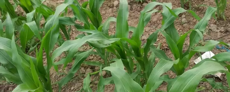 CZ11912玉米种子注意防治大斑病的关键要点-会东网