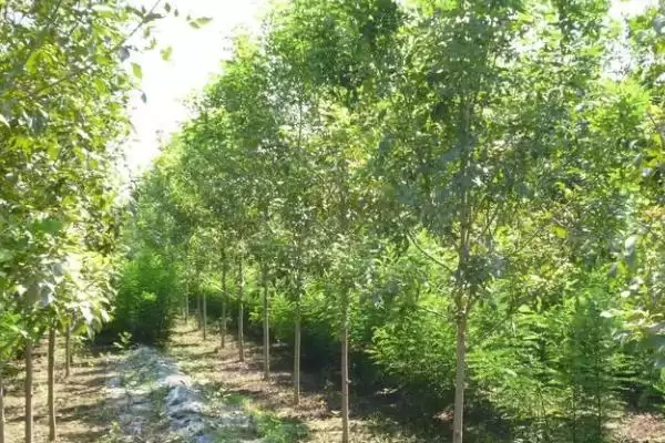 图片[3]-白蜡树植物特征(白蜡树具有哪些独特的植物特征及其识别要点)-会东网