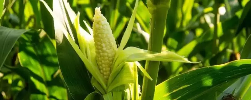成单335玉米种简介(成单335玉米种介绍要点有哪些呢)-会东网