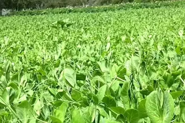 图片[7]-白露前后种菠菜等蔬菜，种植要点有哪些-会东网