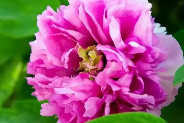 图片[3]-八月份种白芍、牡丹、白芷，中药材种植全攻略-会东网