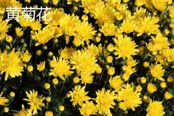 图片[4]-白菊花文化内涵(白菊花在文化层面有着怎样的内涵和象征意义解读)-会东网