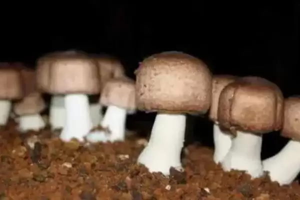 图片[2]-巴西蘑菇培育技巧(巴西蘑菇培育技巧及其在生长过程中的管理要点)-会东网